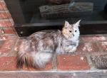 Ember - Maine Coon Kitten For Sale - Los Angeles, CA, US