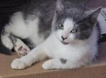 Boogie - Domestic Kitten For Adoption - 