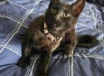 Sage - Domestic Kitten For Sale - 