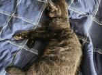 Gizmo - Domestic Kitten For Sale - 