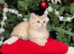 Golden spotted British Shorthair boy - British Shorthair Kitten For Sale - Spokane, WA, US