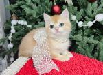 Golden shaded British shorthair female - British Shorthair Kitten For Sale - Spokane, WA, US