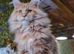 Marsik - Maine Coon Kitten For Sale - Boston, MA, US