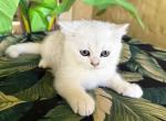 British Shorthair Silver Chinchilla  Female - British Shorthair Kitten For Sale - Orlando, FL, US