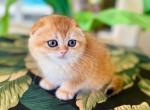 Scottish Fold Golden  Female - Scottish Fold Kitten For Sale - Orlando, FL, US