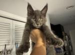 Bear - Maine Coon Kitten For Sale - Hollywood, FL, US