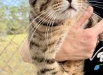 Savannah F4 - Savannah Cat For Sale - FL, US