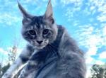 Velma - Maine Coon Kitten For Sale - 