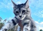 Daphne - Maine Coon Kitten For Sale - 