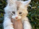 Sage - Maine Coon Kitten For Sale - 