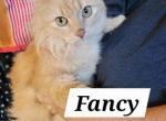 Fabulous Fancy - Siberian Cat For Sale - Grand Blanc, MI, US