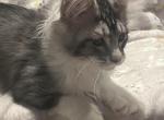 maine coon male - Maine Coon Kitten For Sale - 