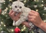 Cinnamon - Scottish Fold Kitten For Sale - Egg Harbor Township, NJ, US