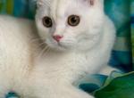 Arthur - Scottish Straight Kitten For Sale - 