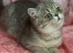 Masha - British Shorthair Kitten For Sale - IL, US