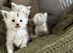 Taking Reservations - Maine Coon Kitten For Sale - 