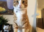 Oliver - Domestic Cat For Adoption - Queens, NY, US