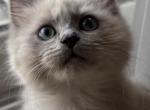 Mr Beans - Ragdoll Kitten For Sale - Hyde Park, NY, US