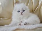 Holly - Scottish Fold Kitten For Sale - Jersey City, NJ, US