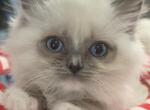 Noelle - Ragdoll Kitten For Sale - Hyde Park, NY, US