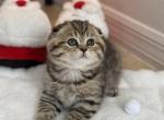 Tiger boy - Scottish Fold Kitten For Sale - Kissimmee, FL, US