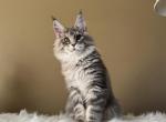 Mainecoon kitten girl - Maine Coon Kitten For Sale - CA, US