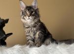 Mainecoon male black tabby kitten - Maine Coon Kitten For Sale - CA, US