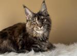 Mainecoon girl kitty 4m o - Maine Coon Kitten For Sale - CA, US