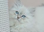 Gabriella - Siberian Kitten For Sale - Houston, TX, US