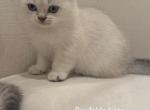 Kitty 1 - Scottish Fold Kitten For Adoption - 