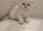 2 Kitty - Scottish Fold Kitten For Adoption - 