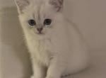 3 kitty - Scottish Straight Kitten For Adoption - 