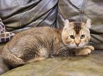 Hibernian lynx - Highlander Cat For Sale - Bridgeton, NJ, US