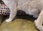 Nora - British Shorthair Cat For Sale/Retired Breeding - Bridgeton, NJ, US