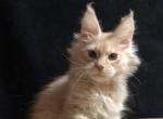 Captain Cat - Maine Coon Kitten For Sale - New York, NY, US