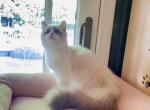 Blue Swan - Ragdoll Kitten For Sale - Sherman Oaks, CA, US