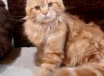 Markiza - Maine Coon Kitten For Sale - Boston, MA, US