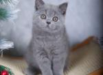 Lavanda2 British - British Shorthair Kitten For Sale - Manorville, NY, US