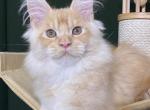 Pancrat Polydactyl - Maine Coon Kitten For Sale - Boston, MA, US