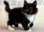 Stefan - Siberian Kitten For Sale - Norwalk, CT, US