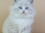 Jimmi - Siberian Kitten For Sale - Norwalk, CT, US