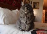 Hazel - Maine Coon Kitten For Sale - Susanville, CA, US