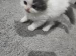 Blue Bi Color - Persian Kitten For Sale - 