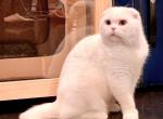 Jetaime - Scottish Fold Kitten For Sale - Sherman Oaks, CA, US