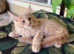 Maine Coon Cream  Male - Maine Coon Kitten For Sale - Orlando, FL, US