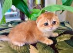 Scottish Fold Golden  Female - Scottish Fold Kitten For Sale - Orlando, FL, US