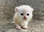 Munchkin Cream Male - Munchkin Kitten For Sale - Orlando, FL, US