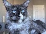 Iceberg blue eyed - Maine Coon Kitten For Sale - Los Angeles, CA, US