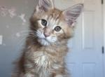 Litter K - Maine Coon Kitten For Sale - Los Angeles, CA, US