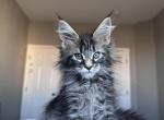 Kiana - Maine Coon Kitten For Sale - Las Vegas, NV, US